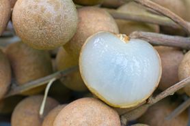 Surowy longan (owoc)