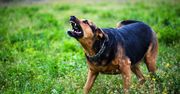 Zezwolenie na rasę agresywną w Słupsku. Urząd sprawdza warunki i właściciela, a brak zgody grozi aresztem