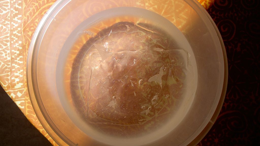 Żelatyna w proszku przygotowana z wodą