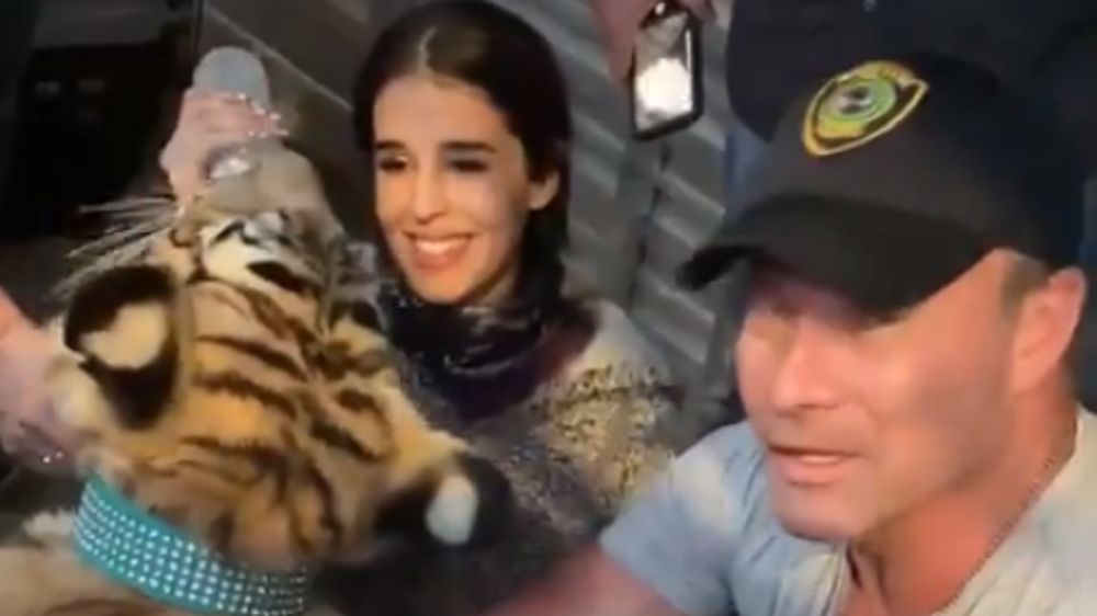 Tygrys włóczył się po Houston