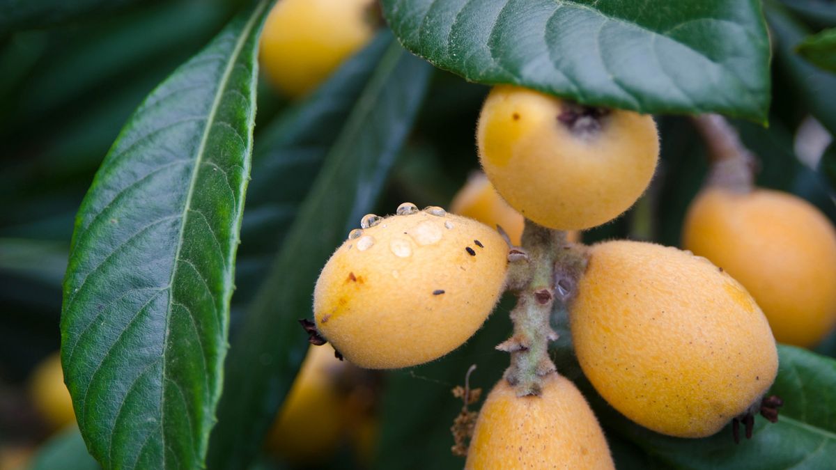 Surowy nieśplik japoński (owoc)