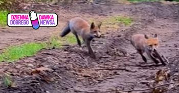 "Wróciły do swoich harców". Leśnicy pokazali wideo