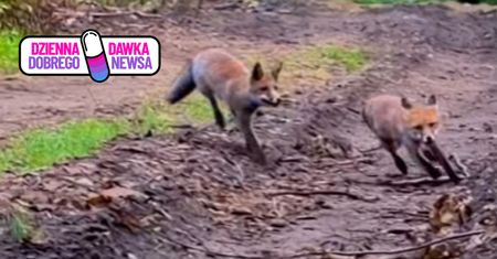 "Wróciły do swoich harców". Leśnicy pokazali wideo