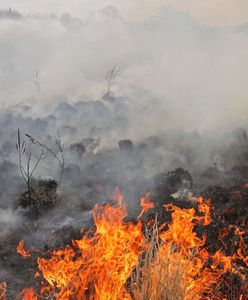 Ogień w Biebrzańskim Parku Narodowym. To jeden z największych skarbów polskiej przyrody