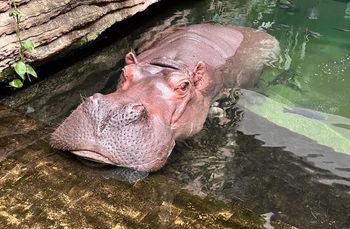 Jest najstarsza w Polsce. Zoo organizuje wielką imprezę