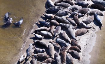 "Nic piękniejszego nie zobaczycie". Pokazali nagranie z polskiej plaży