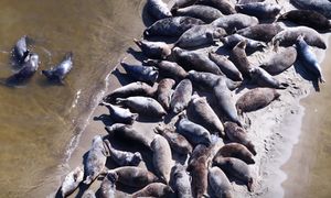 "Nic piękniejszego nie zobaczycie". Pokazali nagranie z polskiej plaży