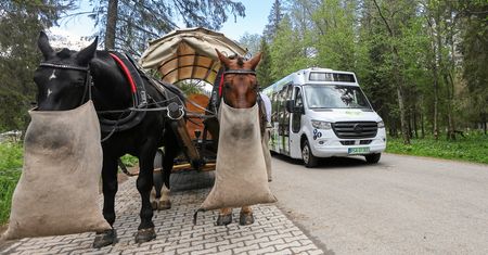 Konie kontra elektryki. Oto co wybierają turyści w Zakopanem