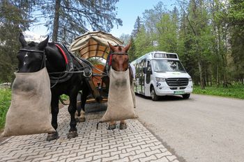 Konie kontra elektryki. Oto co wybierają turyści w Zakopanem
