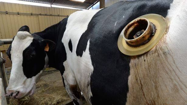 Fistulacja - to zabieg polegający na zrobieniu w krowim boku otworu, dającego dostęp wprost do jej żołądka.