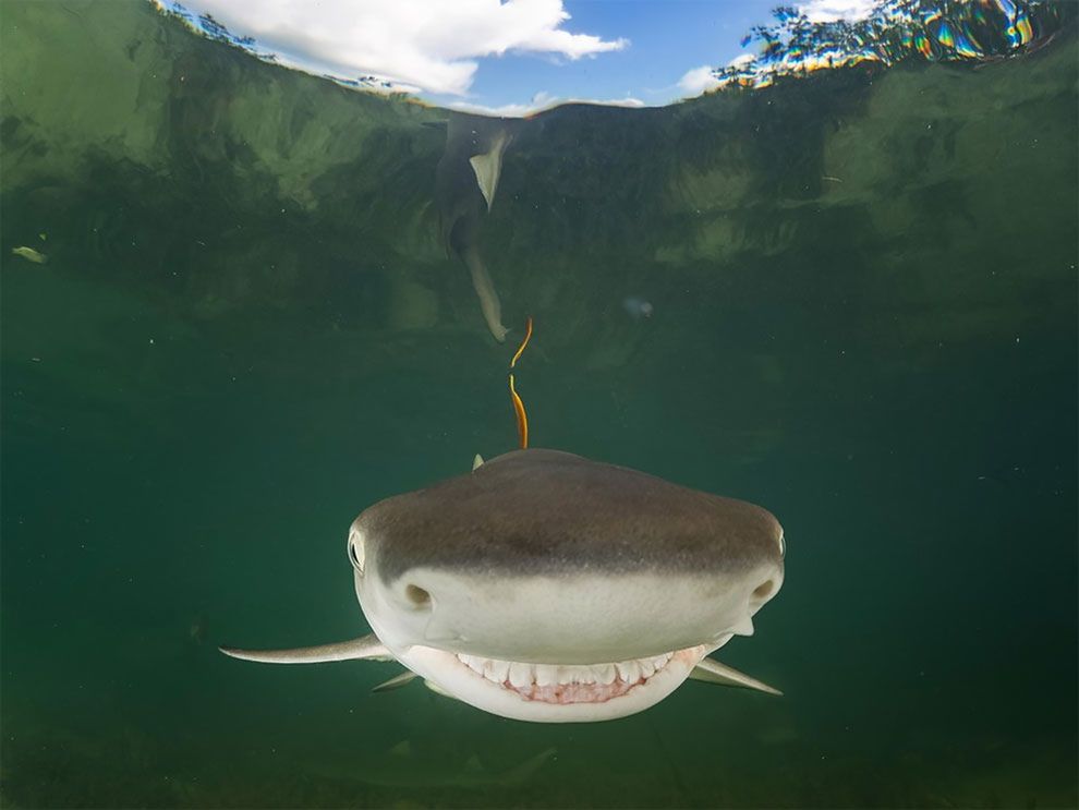 Najzabawniejsze zdjęcia finalistów The Comedy Wildlife Photography Awards 2017 20