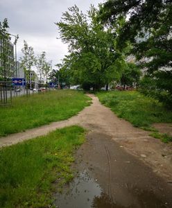 Wrocław. Powstanie nowa ścieżka rowerowa. Miasto poszukuje wykonawcy