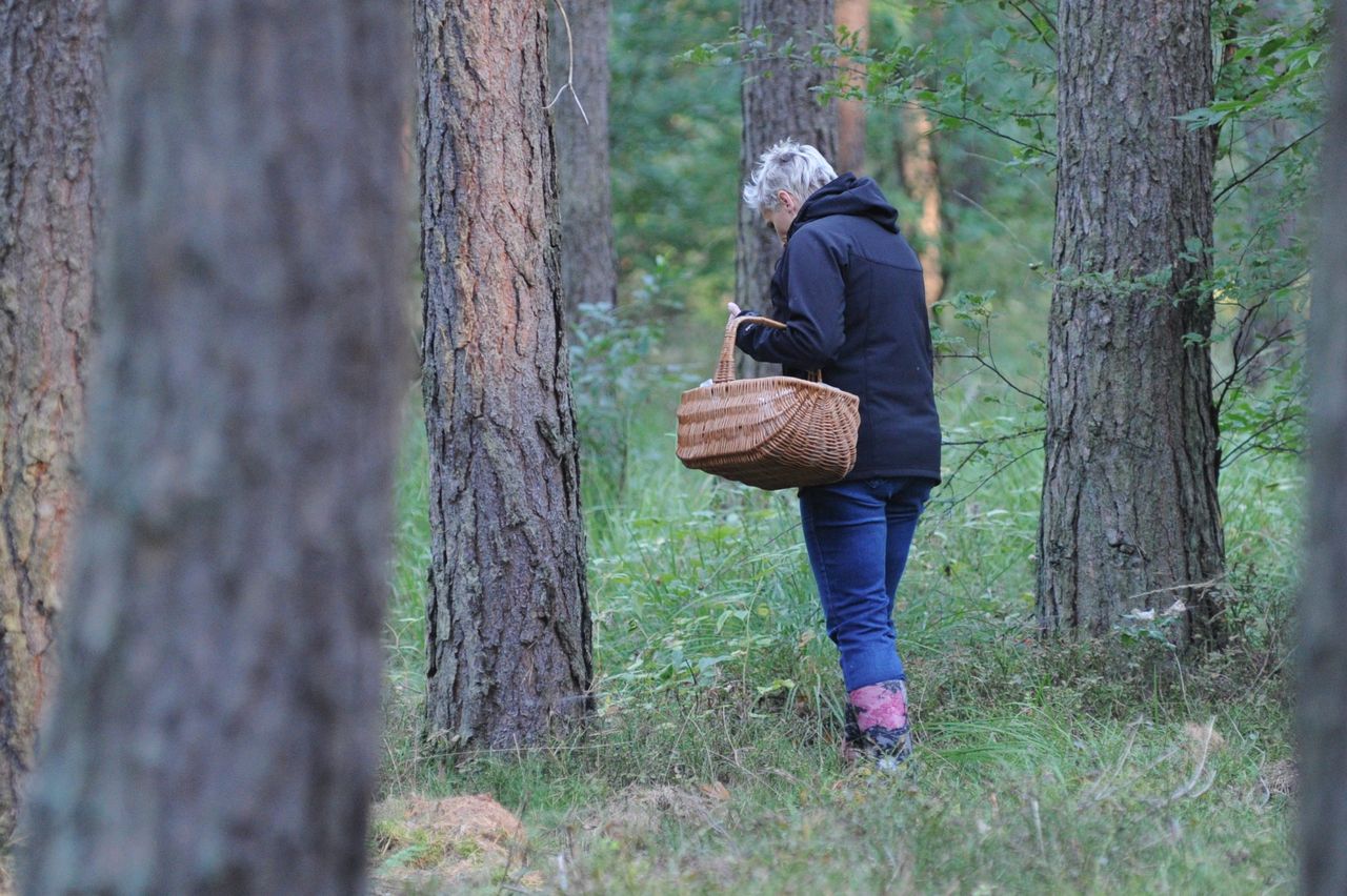 Brak grzybów to problem dla tysięcy osób, które żyją ze sprzedaży runa leśnego