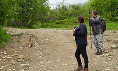 Lisy pogryzły turystów w Bieszczadach. Jest o strzeżenie