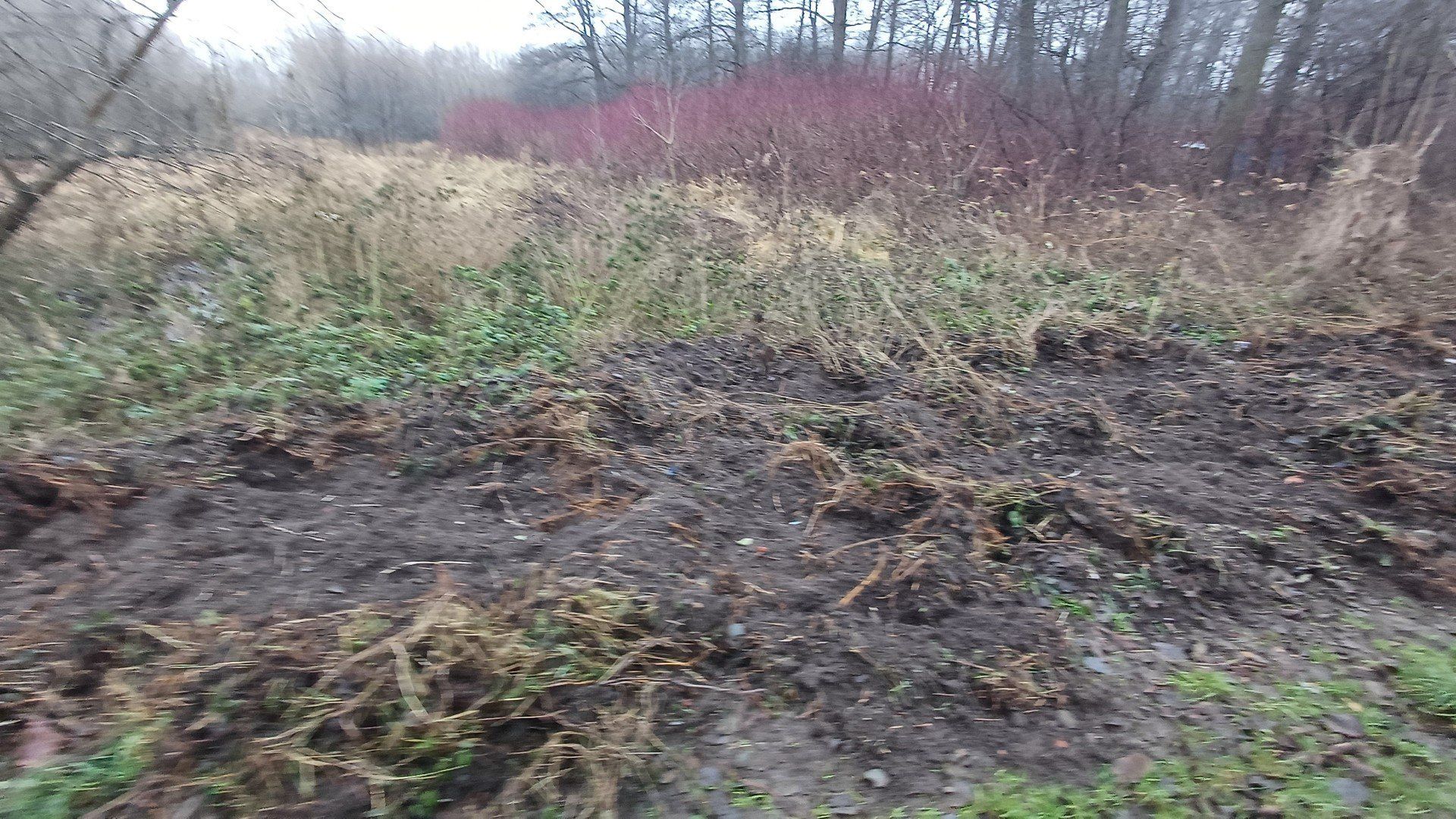 To ślady po dzikach w okolicy Sławna - miejsce spacerowe