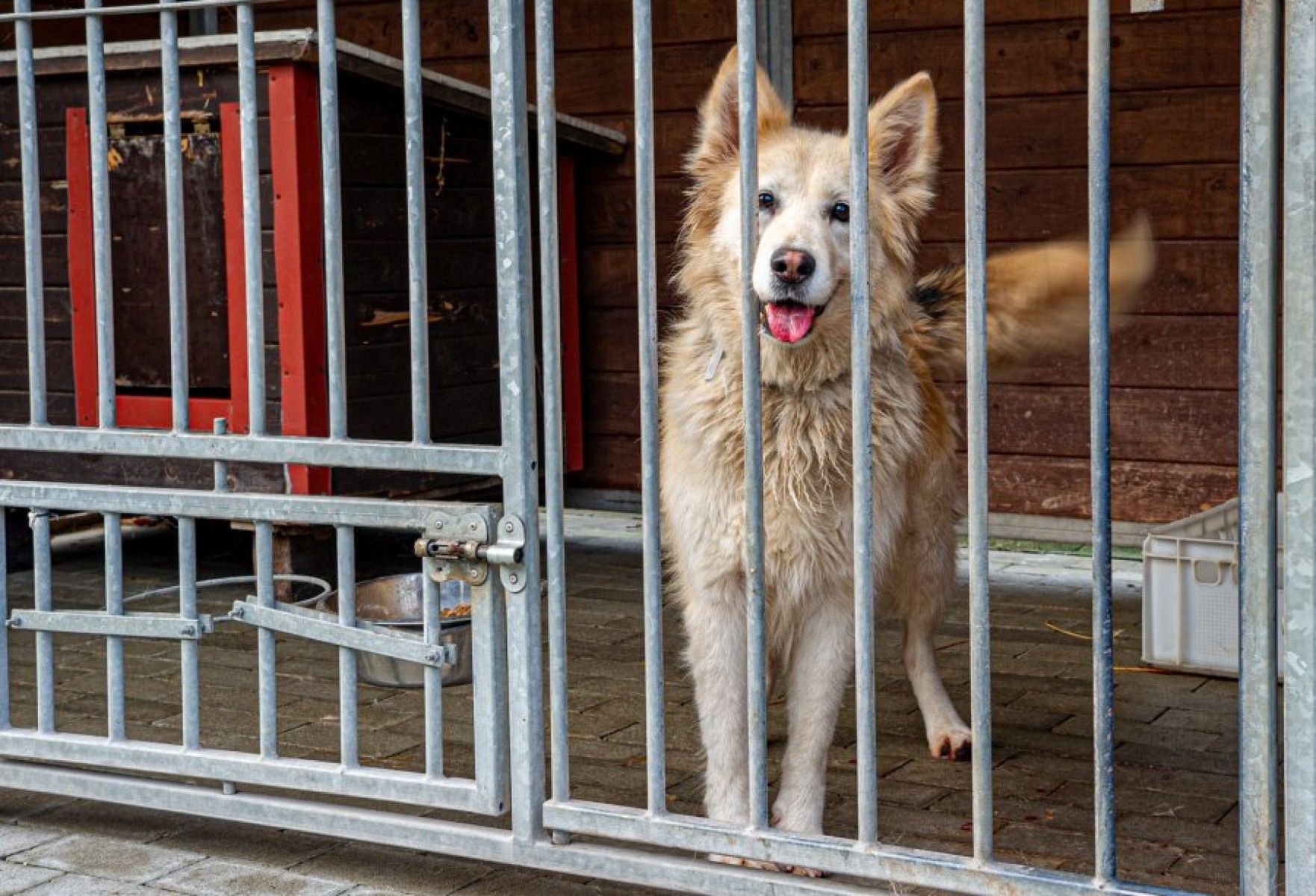 wiadomości,aktualności,WP Wiadomości Sprawę nagłośniła Doda. Skandal w bytomskim schronisku dla psów