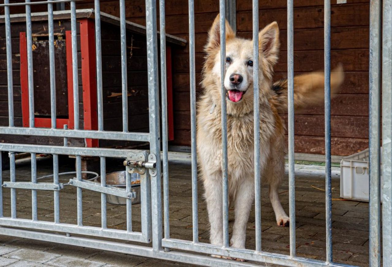Sprawę nagłośniła Doda. Skandal w bytomskim schronisku dla psów