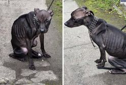 Została z niej skóra i kości. Są zarzuty za śmierć suczki