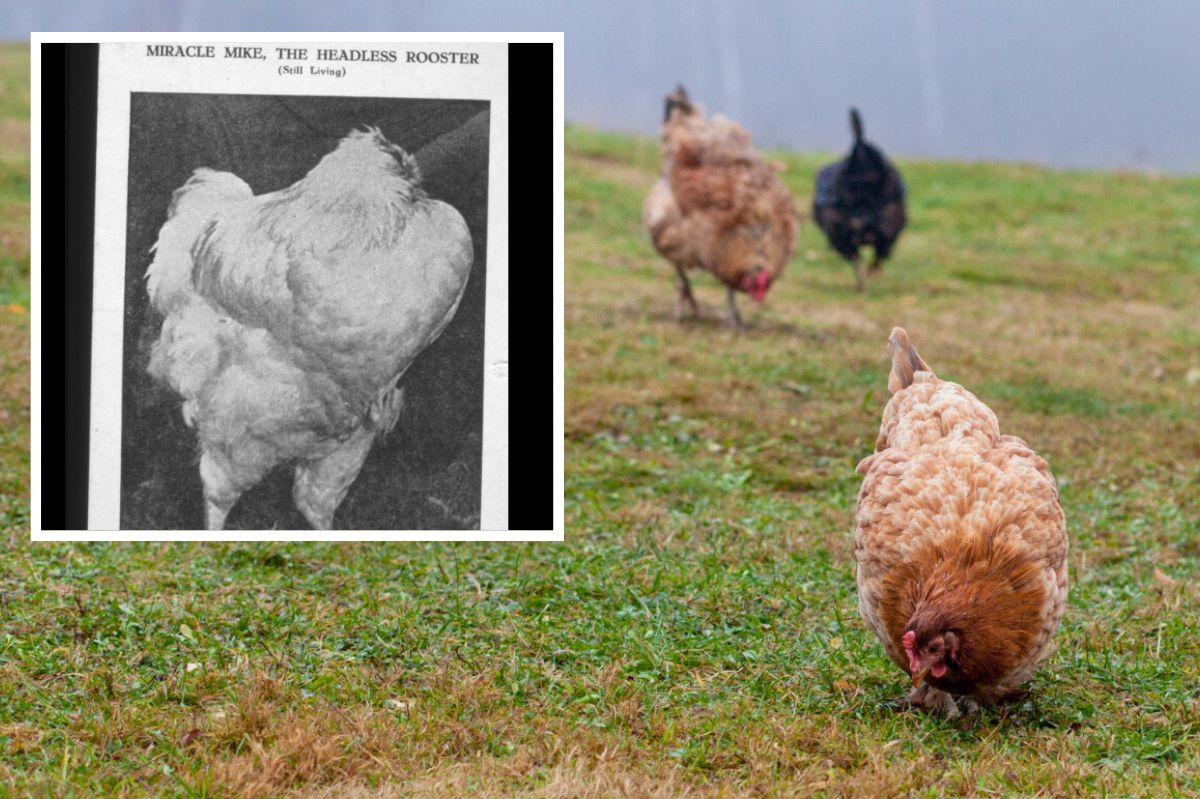 The mystery and legacy of Colorado's freakish survivor, a headless chicken Mike.