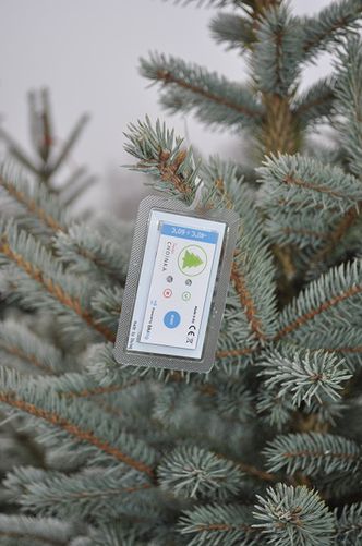 Technologia NFC w służbie bożonarodzeniowej tradycji... bo piękna choinka to świeża choinka