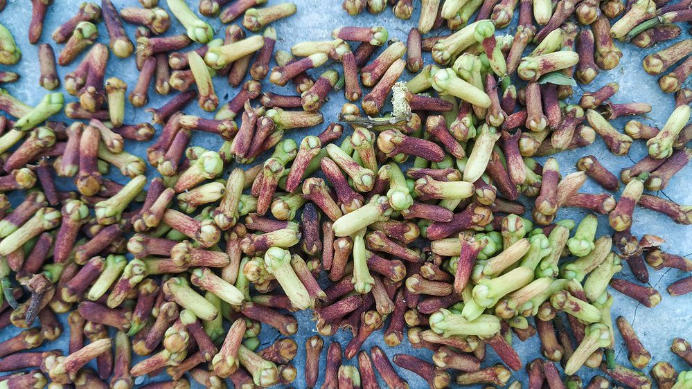 Na ból zęba, odporność i wrzody żołądka