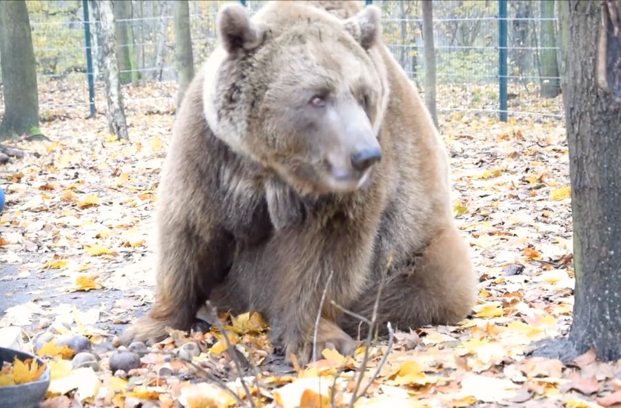 Niedźwiedź Baloo nie żyje