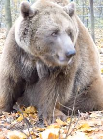 "Żegnaj, kochany". Żałoba w poznańskim zoo po śmierci Baloo