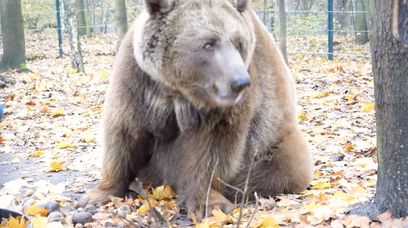 "Żegnaj, kochany". Żałoba w poznańskim zoo po śmierci Baloo