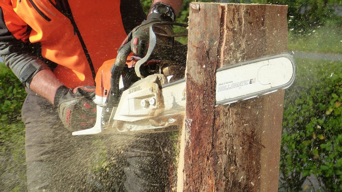 wycinka drzew/ zdjęcie ilustracyjne