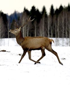 Jeleń stratował myśliwego. 36-latka czeka operacja