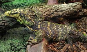 Z Afryki i Azji prosto do Łodzi. Zoo chwali się nowymi mieszkańcami