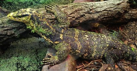 Z Afryki i Azji prosto do Łodzi. Zoo chwali się nowymi mieszkańcami