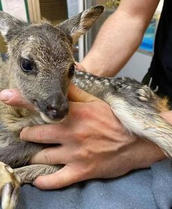 Ciężarna sarna zginęła pod kołami. Młode było bez szans, ale zdarzył się cud