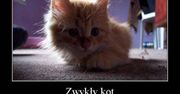 Kocie święta na świecie – bo koty wielbione są przez cały rok!