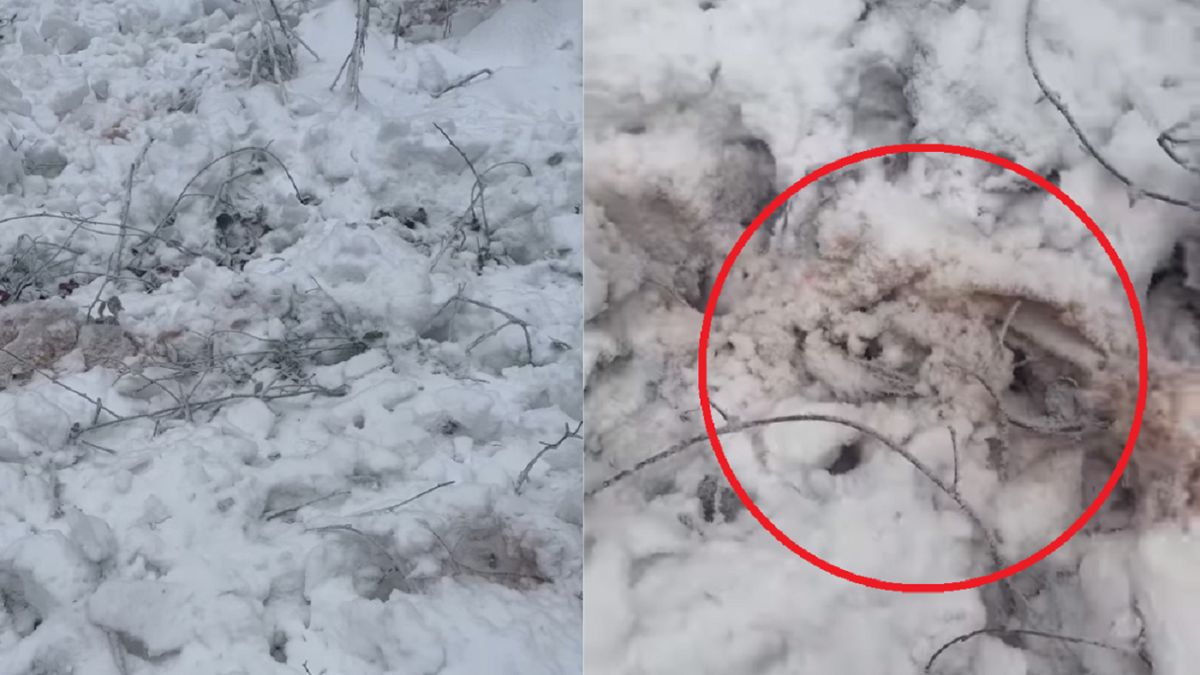 Rozgrzebany śnieg w Nadleśnictwie Baligród.