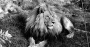 Nie żyje Bolek. Lew był ikoną Śląskiego Ogrodu Zoologicznego