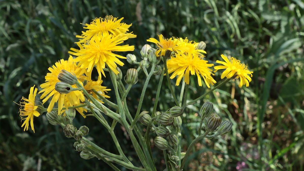 Pępawa dwuletnia – niepozorna kuzynka mniszka lekarskiego