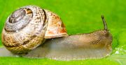 Domowe sposoby na pozbycie się ślimaków