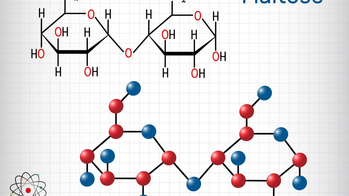 Maltaza jest jednym z enzymów trawiennych