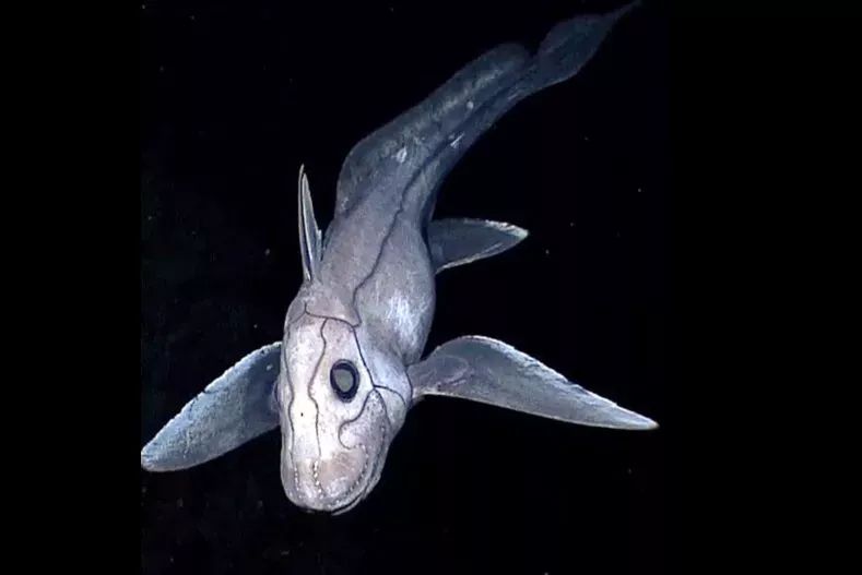 Naukowcy odkryli nowy gatunek „rekina widmo”