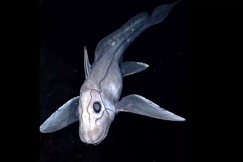 New "Ghost Shark" species illuminates the depths off Thailand's coast