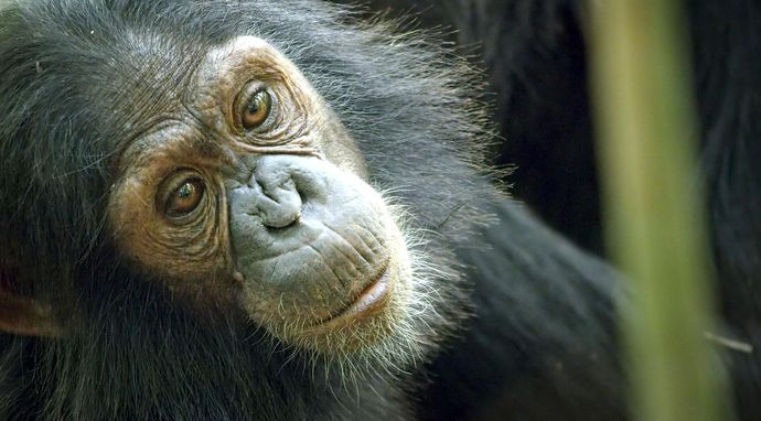 Dorastanie w świecie zwierząt