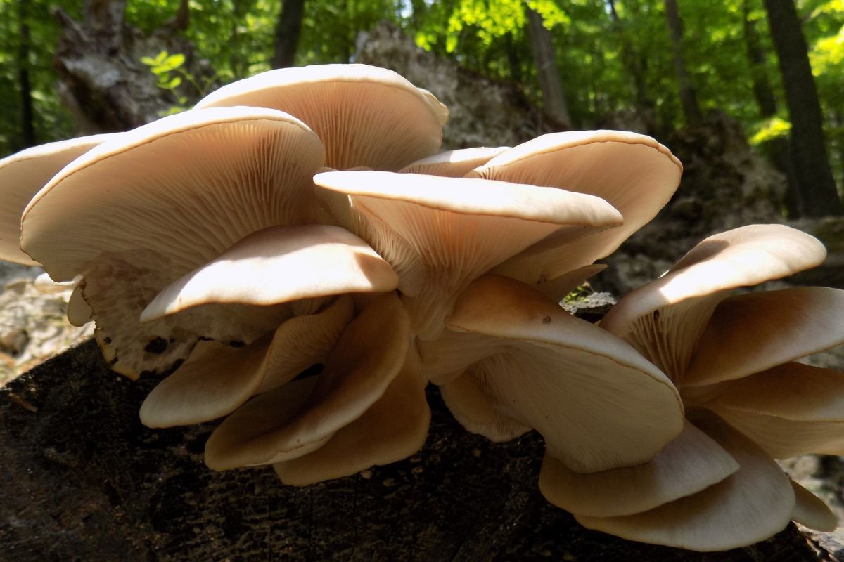 Oyster mushrooms