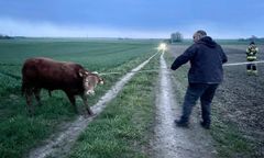 Ostatni byk uciekinier złapany. Poszukiwania trwały dwa dni