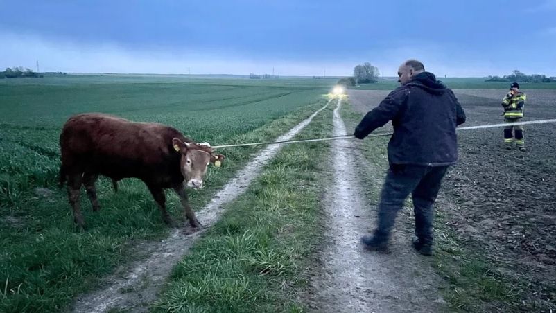 Pięć byków uciekło z zagrody w Sławęcinie w gminie Chojnice we wtorek przed południem. Ostatnie zwierzę złapano w środę wieczorem