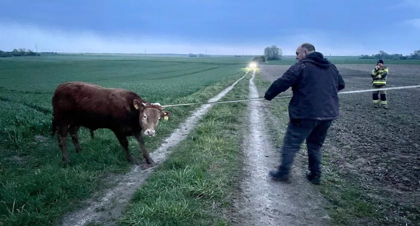 Ostatni byk uciekinier złapany. Poszukiwania trwały dwa dni