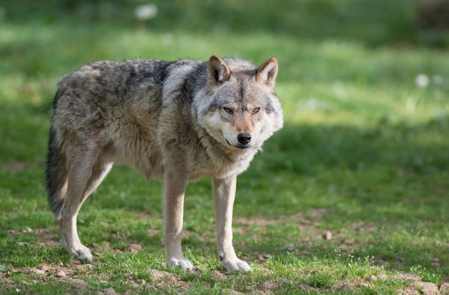 The first wolf-dog hybrid in Romania has been identified. Expert