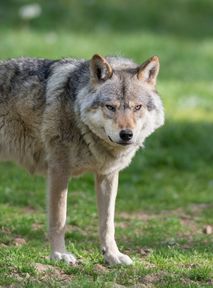 The first wolf-dog hybrid in Romania has been identified. Experts say it could mean the decline of the wolf species