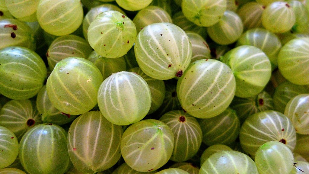 Agrest - charakterystyka, zastosowanie, przeciwwskazania