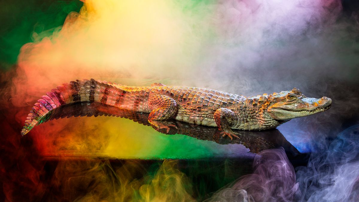 W każdym człowieku jest coś ze zwierzęcia - studyjne portrety Andrew McGibbona 1